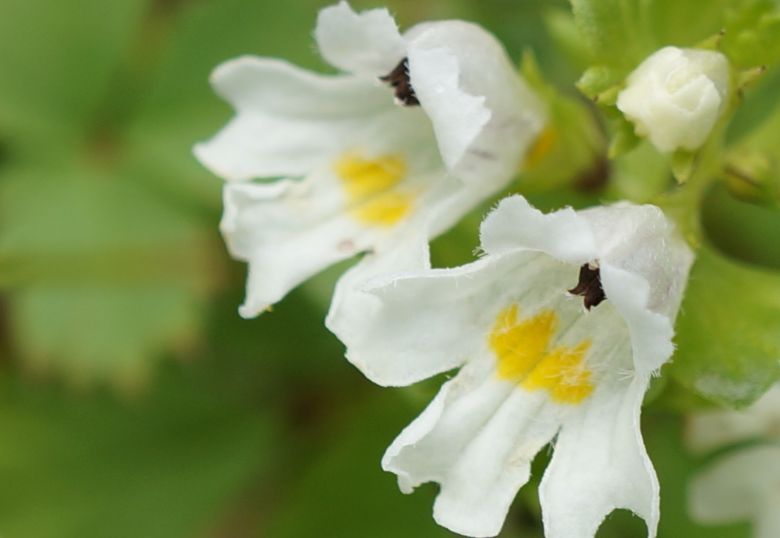 ミヤマコゴメグサ